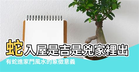 蛇進家門|風水大師：蛇進家門有什麼預兆，應該怎麼處理呢？